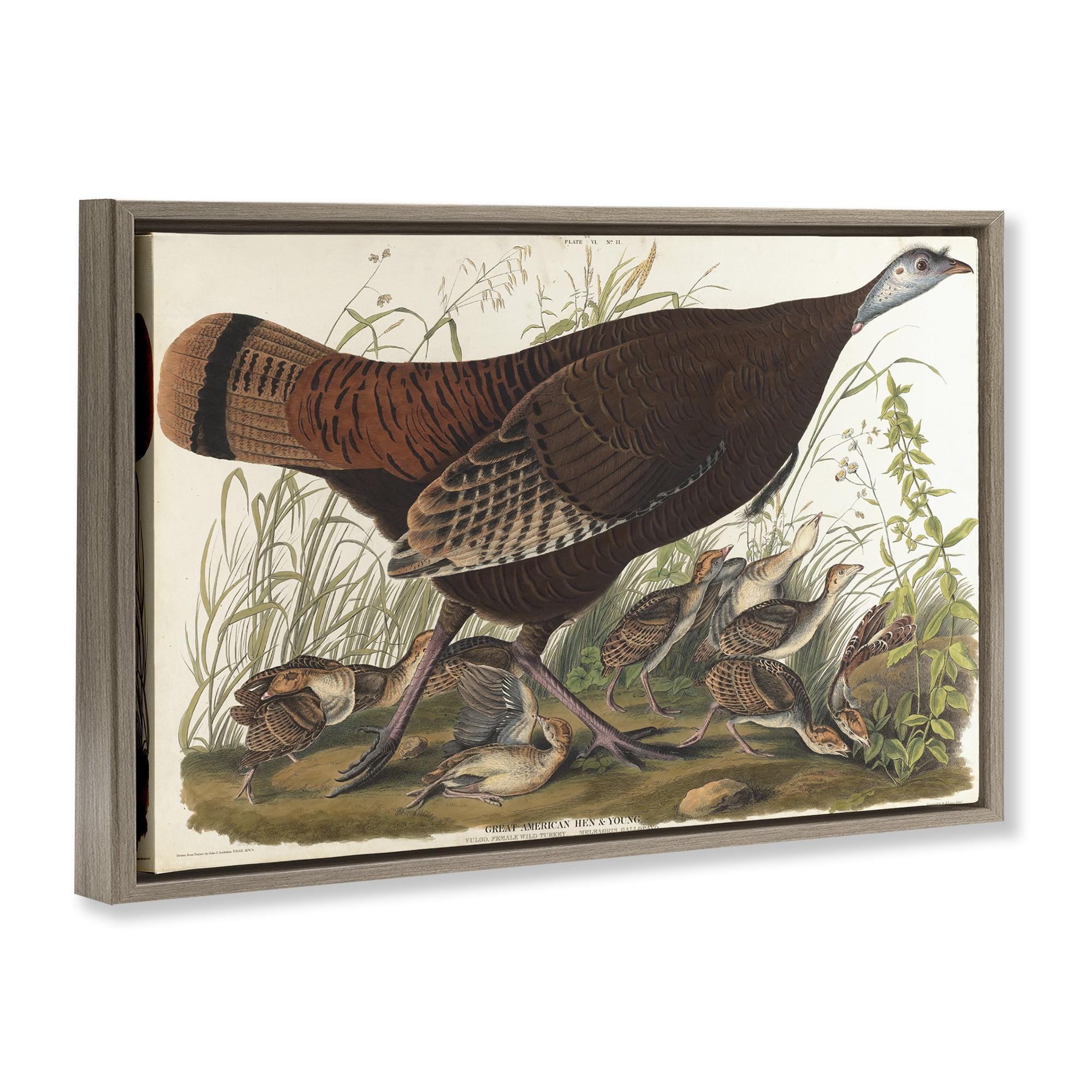 Stupell Industries Classic Great American Hen Animals Painting Brown Floater Framed Canvas Art Print Wall Art, 31 x 21