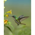 thumbnail image 3 of Fitzharris, Tim 15x18 Black Modern Framed Museum Art Print Titled - Andean Emerald hummingbird feeding on a yellow flower, Ecuador, 3 of 5