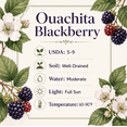 thumbnail image 2 of Set of 2 Ouachita Blackberry Live Plants 4-6 Inches Tall, Thornless Berry Bushes for Garden, Patio and Container Growing, 2 of 7