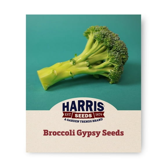 Harris Seeds - Broccoli Gypsy F1 Seeds - Heat-Tolerant - Treated Variety - 1,000 Seeds