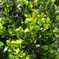thumbnail image 2 of Faulkner Boxwood - Buxus microphylla 'Faulkner', 2 of 3