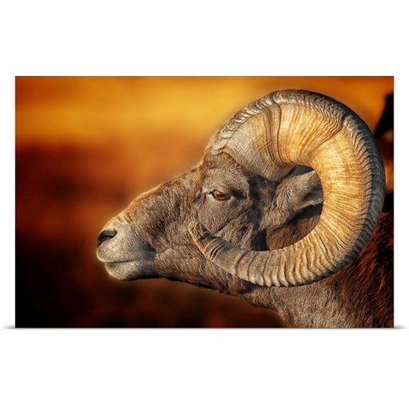 Great BIG Canvas Nickel Plate Photographics Poster Print entitled Badlands Ram