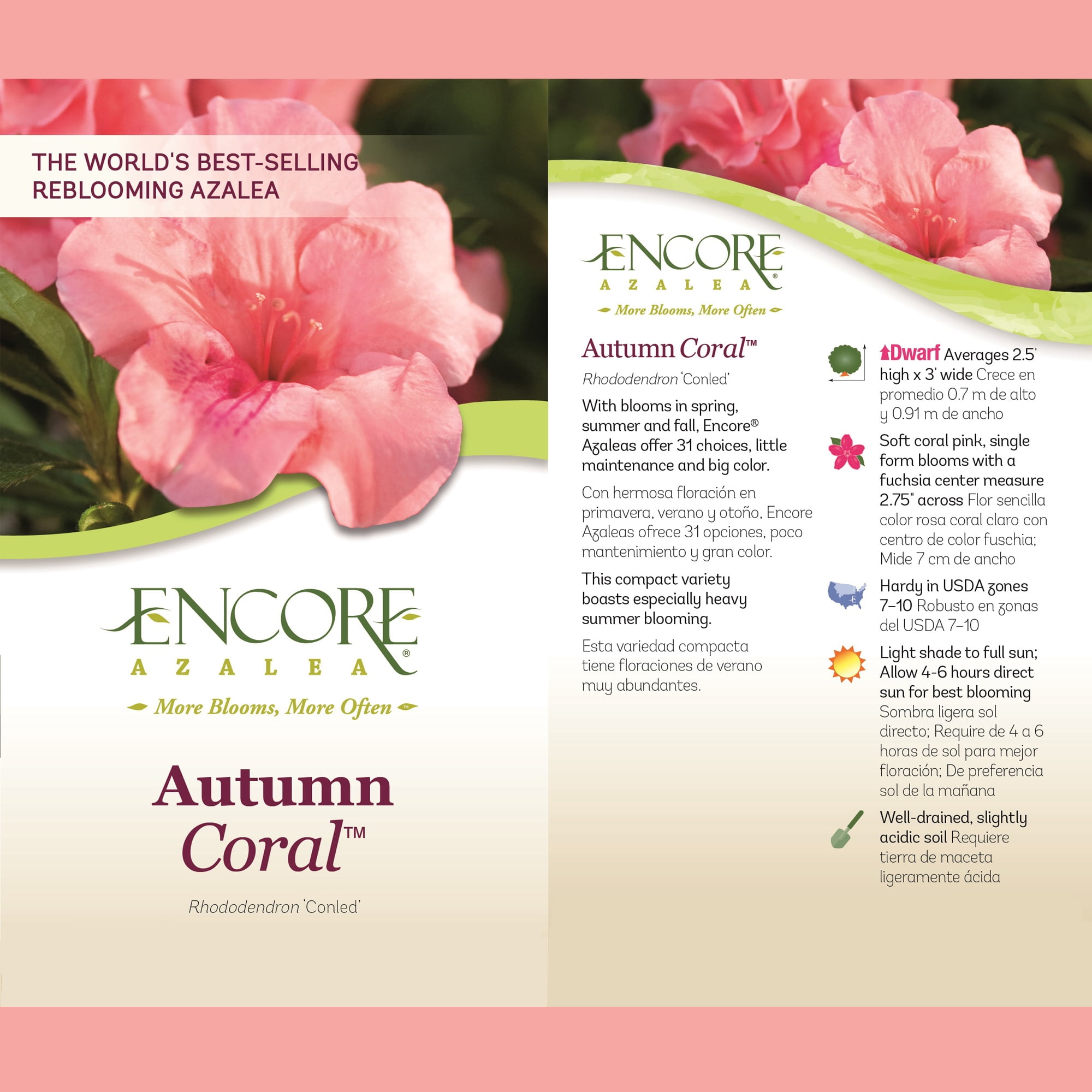 Azalea Encore Autumn Coral Live Shrubs (1 Gallon)