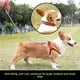 thumbnail image 4 of Correa para perros de razas grandes y pequeñas, cadena de hierro antimordeduras, cuerda para pasear perros, accesorios para perros, golden retriever, 4 of 5