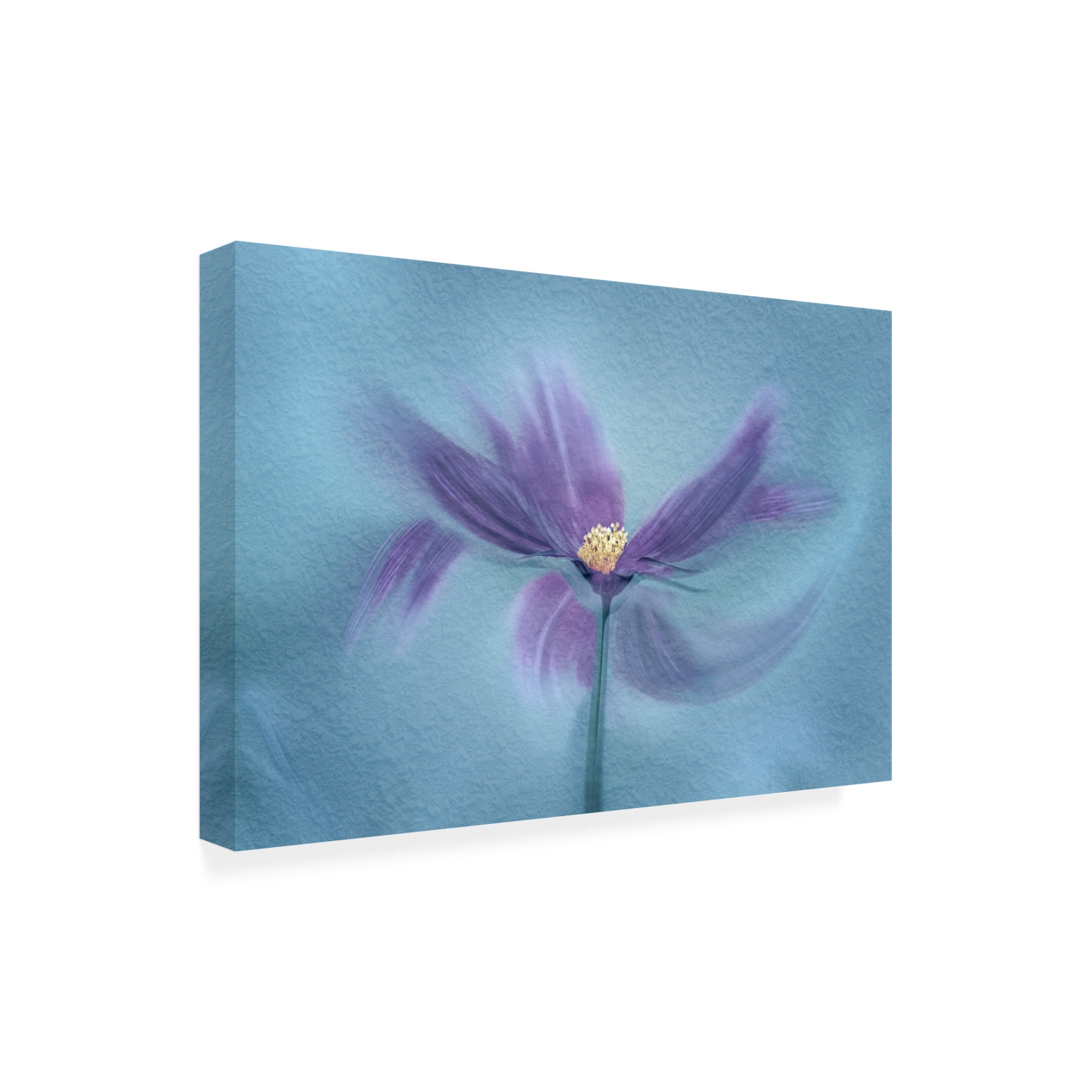 Canvas Wall Art - Molly Fu 'My Favorite Cosmos' Wall Art for Living Room, Bedroom, or Office D?cor by Trademark Fine Art - 24 x 16 Inches