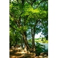 thumbnail image 2 of Hausenflock, Alan 17x24 White Modern Wood Framed Museum Art Print Titled - Spring On The River IV, 2 of 4