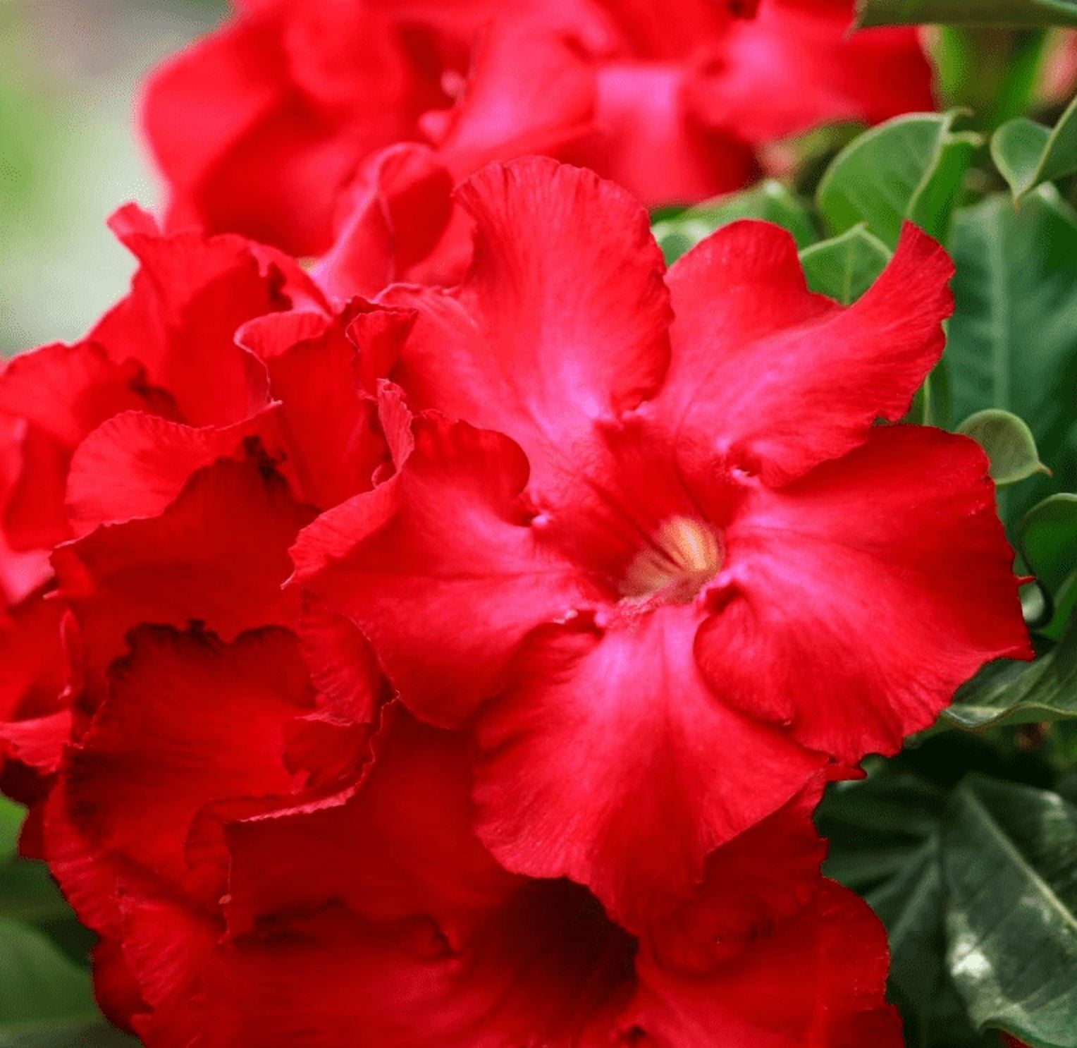 Red Desert Rose Live Plant, Adenium Succulent Starter for Indoor Outdoor Growing, 4–6 Inch Tall