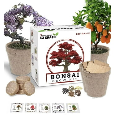 CZ Grain Bonsai Tree Growing Kit with 5 Easy to Grow Species