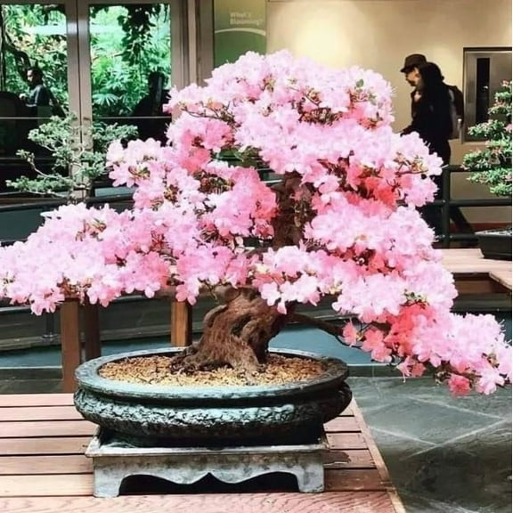 Weeping Cherry Bonsai Tree Seeds for Planting | 10  Seeds | Highly Prized for Bonsai, Weeping Cherry Tree