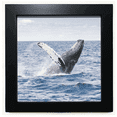 thumbnail image 1 of Ocean Humpback Fish Science Nature Picture Black Square Frame Picture Wall Tabletop, 1 of 3