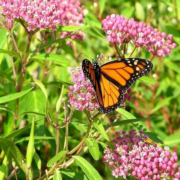 Swamp Milkweed Seed - Asclepias Incarnata Flower Seeds - 1000 Seeds