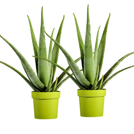 Aloe Vera Kit 2 Plants Succulent Medicinal Garden Organic Rare
