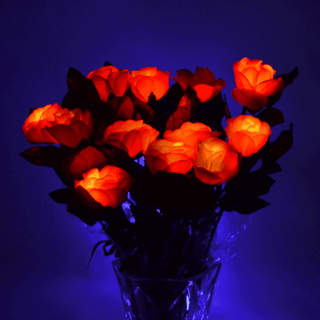 GlowCity LED Light Up Artificial Roses