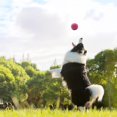 thumbnail image 3 of 12 Pack Advanced Dog Training Tennis Balls With Mesh Bag For Easy Carrying, Ideal For Beginners, 3 of 4