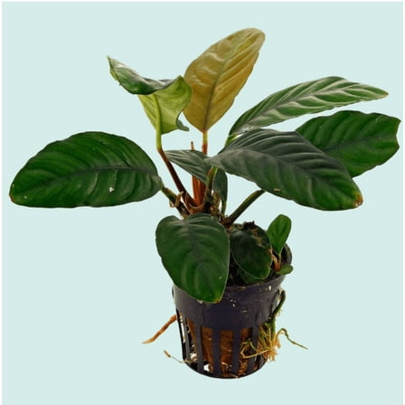 Anubias Barteri (Coffeefolia) Live Aquarium Plant – Low Light, Easy Care, Freshwater Fish Tank Plant - In 2" Pot