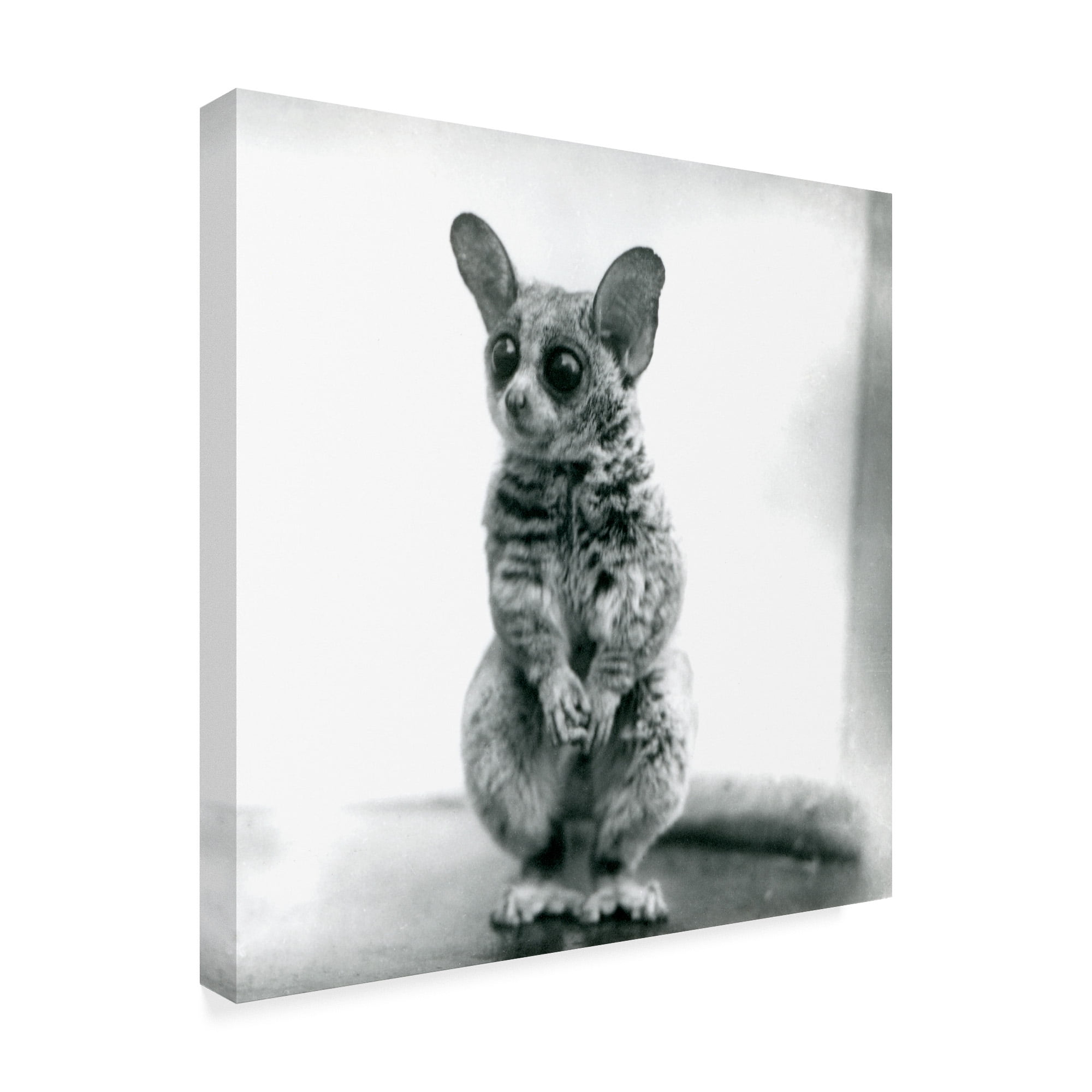 Trademark Fine Art 'A Galago Moholi' Canvas Art by Frederick William Bond