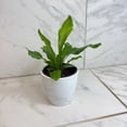 thumbnail image 4 of Asplenium Nidus Bird's Nest Fern, 4" Plant, The Plant Farm, 4 of 5