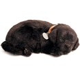 thumbnail image 1 of Perfecto Petzzz Black Lab Perfect Petzzz 73741300, 1 of 1