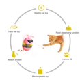 thumbnail image 2 of Para gatos con fugas de juguete, bolas de pista para gatos de interior, vaso de tratamiento Iq con Lig, 2 of 5