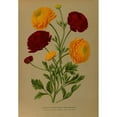thumbnail image 2 of Arentine H. Arendsen 14x18 Black Ornate Wood Framed Double Matted Museum Art Print Titled - Ranunculus Africanus. Doubled Turban Ranunculus (1872-1881), 2 of 5