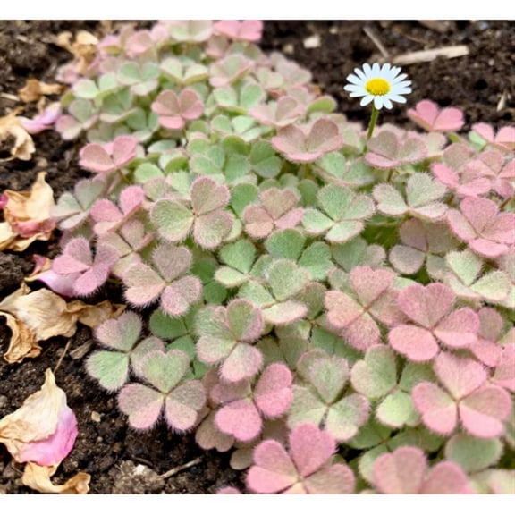 Oxalis Plant bulbs - Easy to Grow, Low Maintenance, Ideal for Garden Beds, Borders, Pots & Planters