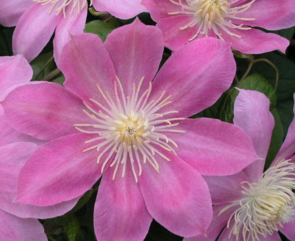 Irene Clematis - Long Lasting Blooms - Creamy Rose Pink Flower - 2.5