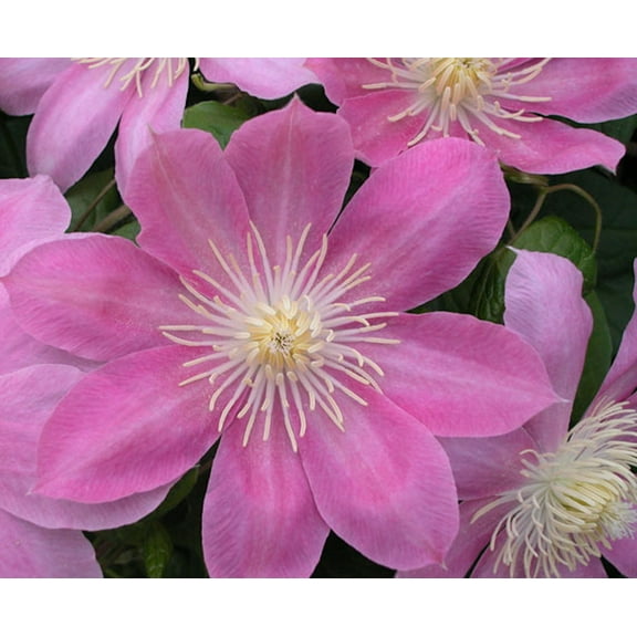 Irene Clematis - Long Lasting Blooms - Creamy Rose Pink Flower - 2.5" Pot