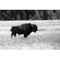 thumbnail image 2 of Frank, Jacob W. 14x11 Gold Ornate Wood Framed with Double Matting Museum Art Print Titled - Bull Bison in Lower Geyser Basin, Yellowstone National Park, 2 of 4