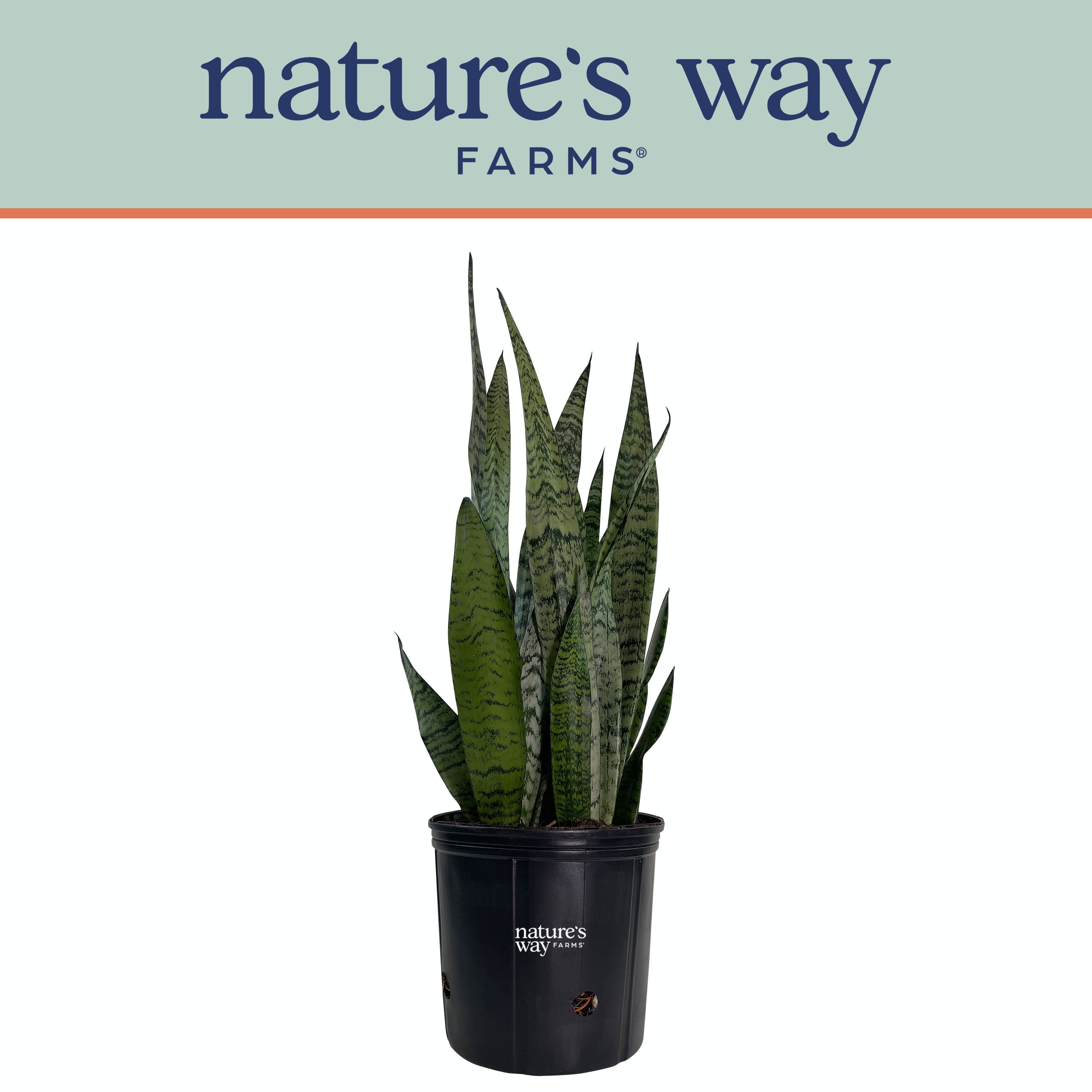 plantsですm(._.)m Nature's Way Farms ZZ Plant, Indoor/Outdoor 25-30 in. Tall