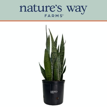Nature's Way Farms Sansevieria Zeylanica Live Plant (25-30 inches tall) in growers pot