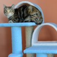 thumbnail image 3 of Aeromark B3803 Armarkat Classic Cat Tree 31 x 20 x 38 - Sky Blue, 3 of 6