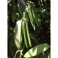 thumbnail image 3 of 20 Tahitian Vanilla Beans Grade B for Extract, Cooking and Baking by FITNCLEAN VANILLA| Fresh 5"-7" NON-GMO Whole Pods, 3 of 9
