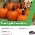 thumbnail image 5 of Harris Seeds - Treated Pumpkin Little Giant F1 Non-GMO Vegetable - 5000 Seeds, 5 of 7