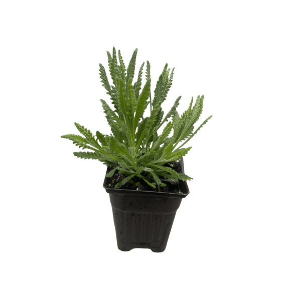 Goodwin Creek Grey Lavender - Live Plant - Good Scents - 3" Pot