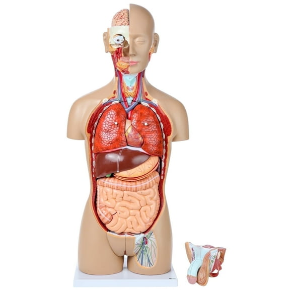 Axis Scientific Deluxe Dual-Sex Human Torso Anatomy Model, Detailed Life-Size Human Body Replica with 27 Removable Organs and Detailed Product Guide