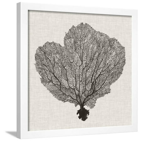 Fan Art - Shadow Sea Fan I Framed Print Wall Art By Grace Popp