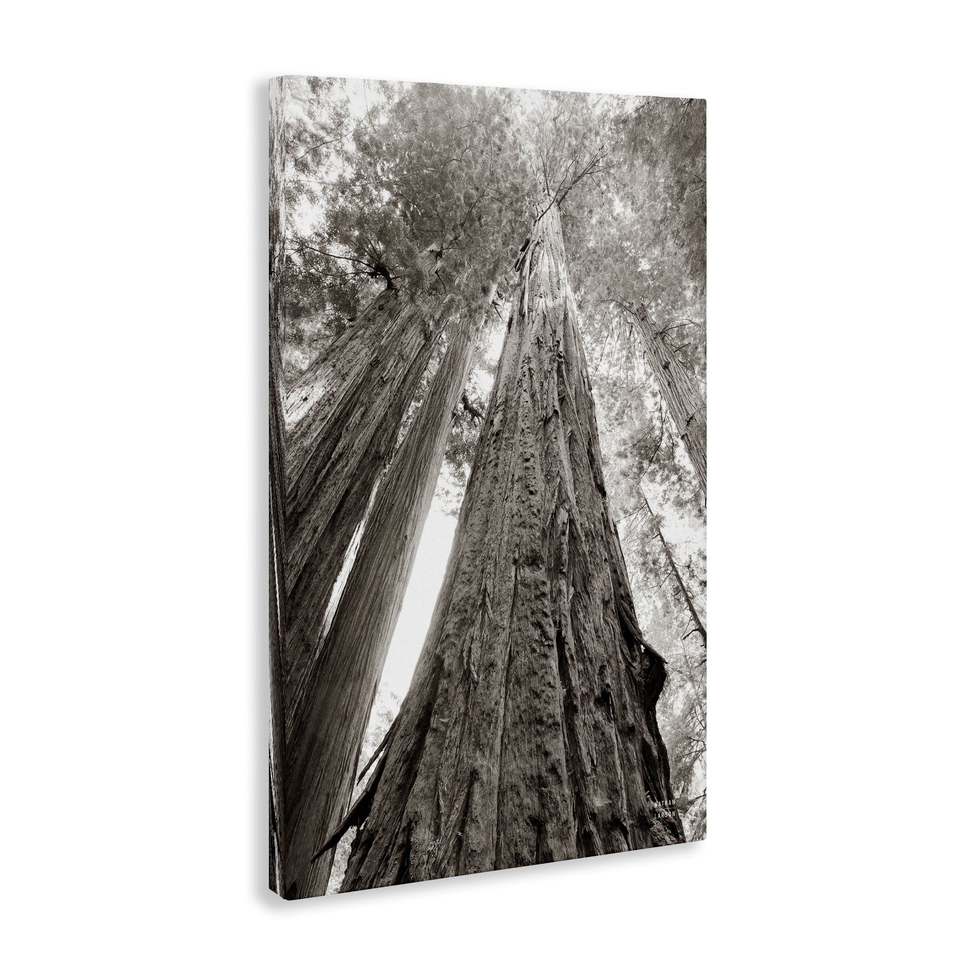 Stupell Industries Ancient Redwood Forest Landscape & Nature Photography Wrapped Canvas Art Print Wall Art, 20 x 30
