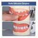 thumbnail image 5 of Medical Modelo De Dientes 32 Dientes Dentales Modelo Dientes, 5 of 6