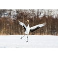 thumbnail image 2 of Goff, Ellen 24x17 Gold Ornate Wood Framed with Double Matting Museum Art Print Titled - Japan-Hokkaido-Kushiro An immature red-crowned crane spreads its wings in its dance practice, 2 of 4