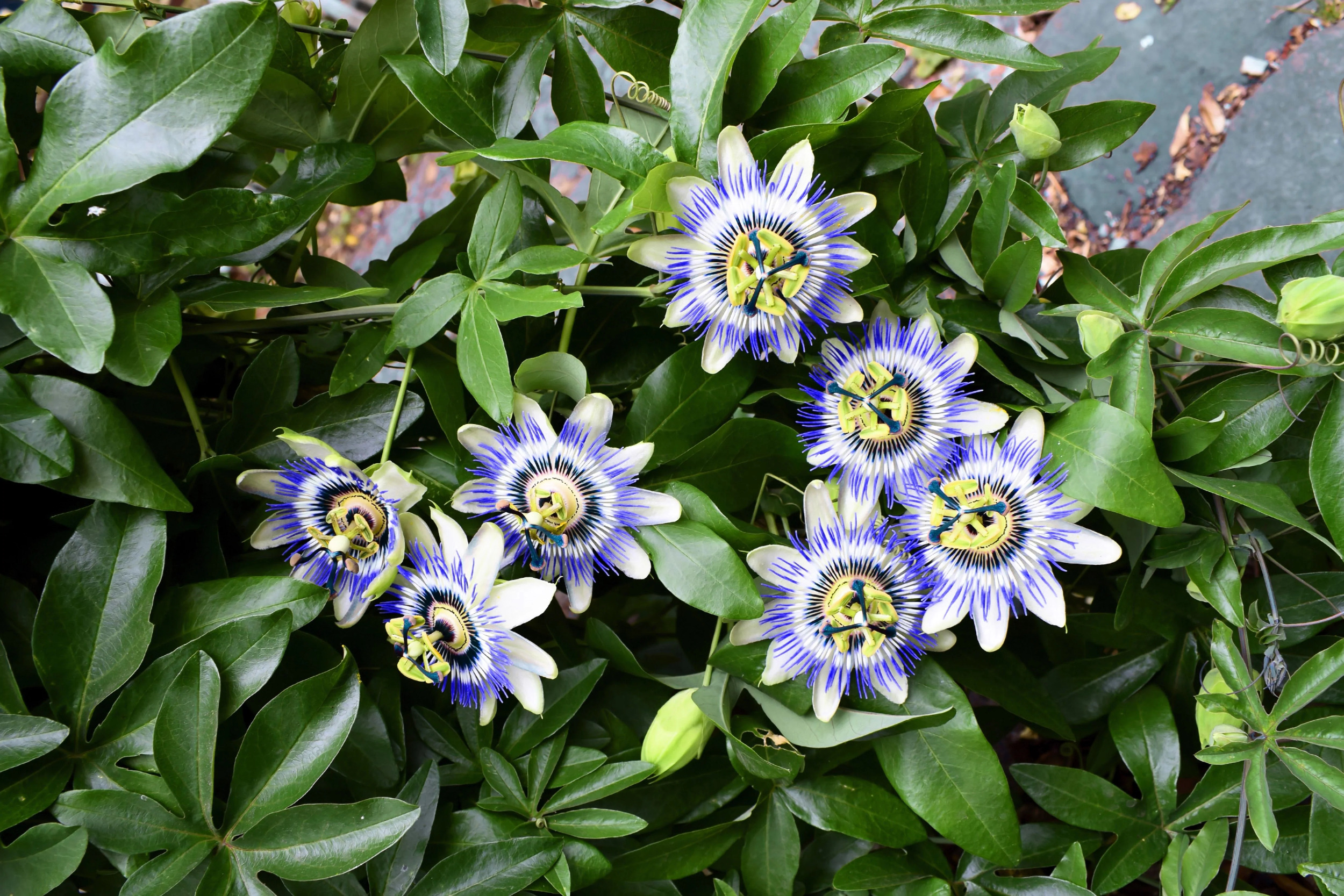 10 Blue Crown PASSION FLOWER / Passion FRUIT Passiflora Caerulea Fruit Flower Vine Seeds - image 2 of 11