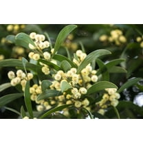 20 AUSTRALIAN BLACKWOOD TREE Black Acacia Melanoxylon Wattle Yellow Flower Seeds