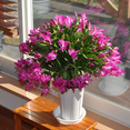 thumbnail image 4 of Potted Thanksgiving Cactus Live Plant, 4 - 7 inches Tall, Pink Zygocactus Flower, Houseplant, 4 of 6