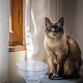 thumbnail image 1 of Raindrops Plastic Elevated Cat Dish with Comfortable Tilt for Small Dogs and Cats, 1 of 6