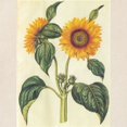 thumbnail image 3 of CafePress - Sunflower Tote Bag - Unisex Canvas Tote Bag, Beige, 1-Piece, 3 of 8