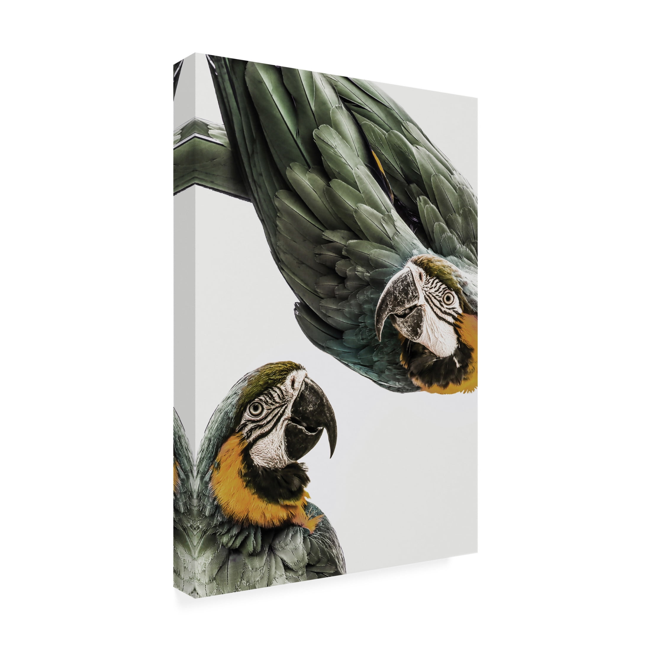 Trademark Fine Art Shot by Clint Amazonia Canvas Wall Art