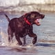 thumbnail image 1 of Bola de juguete para mascotas que brilla intensamente, bolas interactivas para perros y gatos con control remoto (rosa), 1 of 7