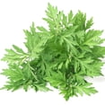 thumbnail image 2 of Outsidepride 10,000 Mugwort Artemisia Vulgaris Herb Garden Plant Seeds, 2 of 5