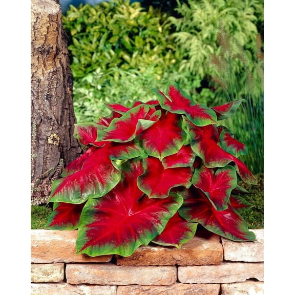 Florida Cardinal Caladium Bulbs for Planting - Perennial Hosta, Elephant Ears, Fancy (5 Bulbs)