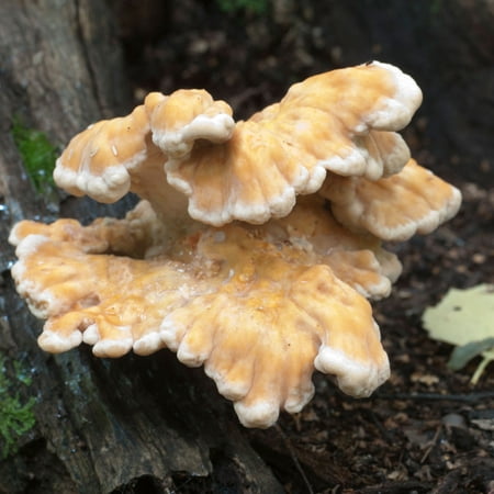 Mushroom Mojo Chicken of the Woods Mycelium Plug Spawn - 100 Count Plugs - Grow Edible Gourmet Fungi On Trees & Logs - Laetiporus