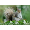 thumbnail image 2 of Parker, Jacky 18x13 White Modern Wood Framed Museum Art Print Titled - Eastern Grey Squirrel, 2 of 4
